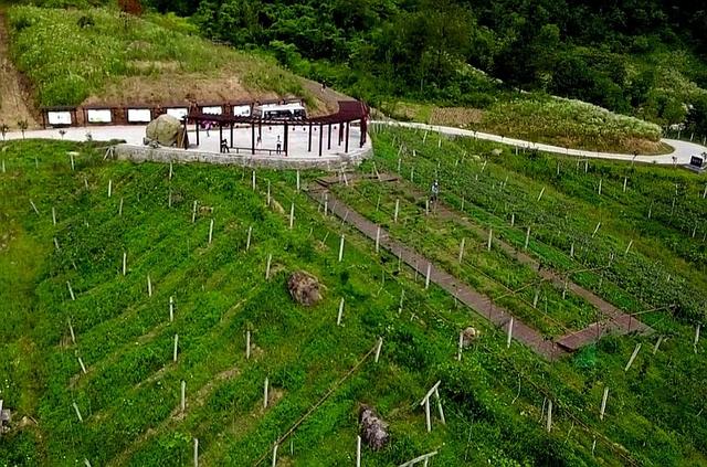 南宫山富硒茶介绍（南宫山富硒茶多少钱）-硒宝网