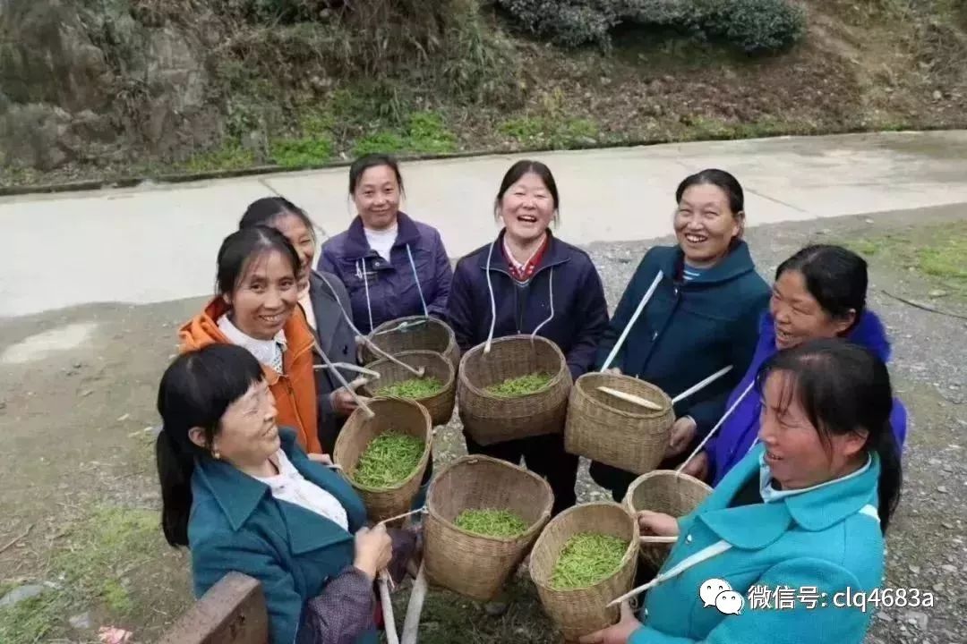 富硒茶的品质特点（茶叶的富硒标准）-硒宝网