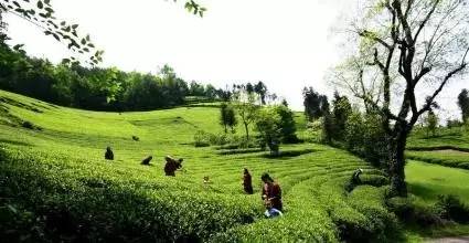 茶博士恩施富硒茶(恩施富硒茶硒含量)-硒宝网