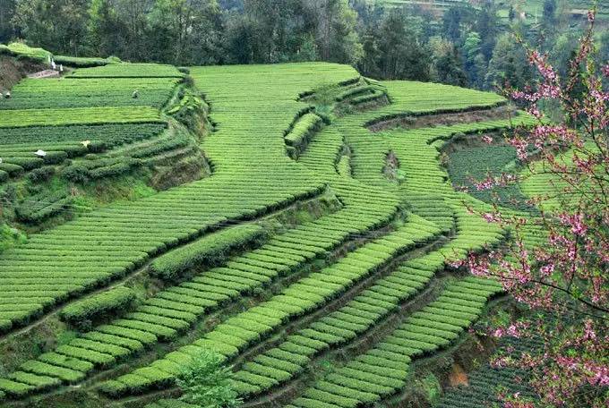 茶博士恩施富硒茶(恩施富硒茶硒含量)-硒宝网