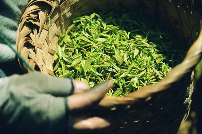 富硒茶的品质特点（富硒茶叶硒含量标准）-硒宝网