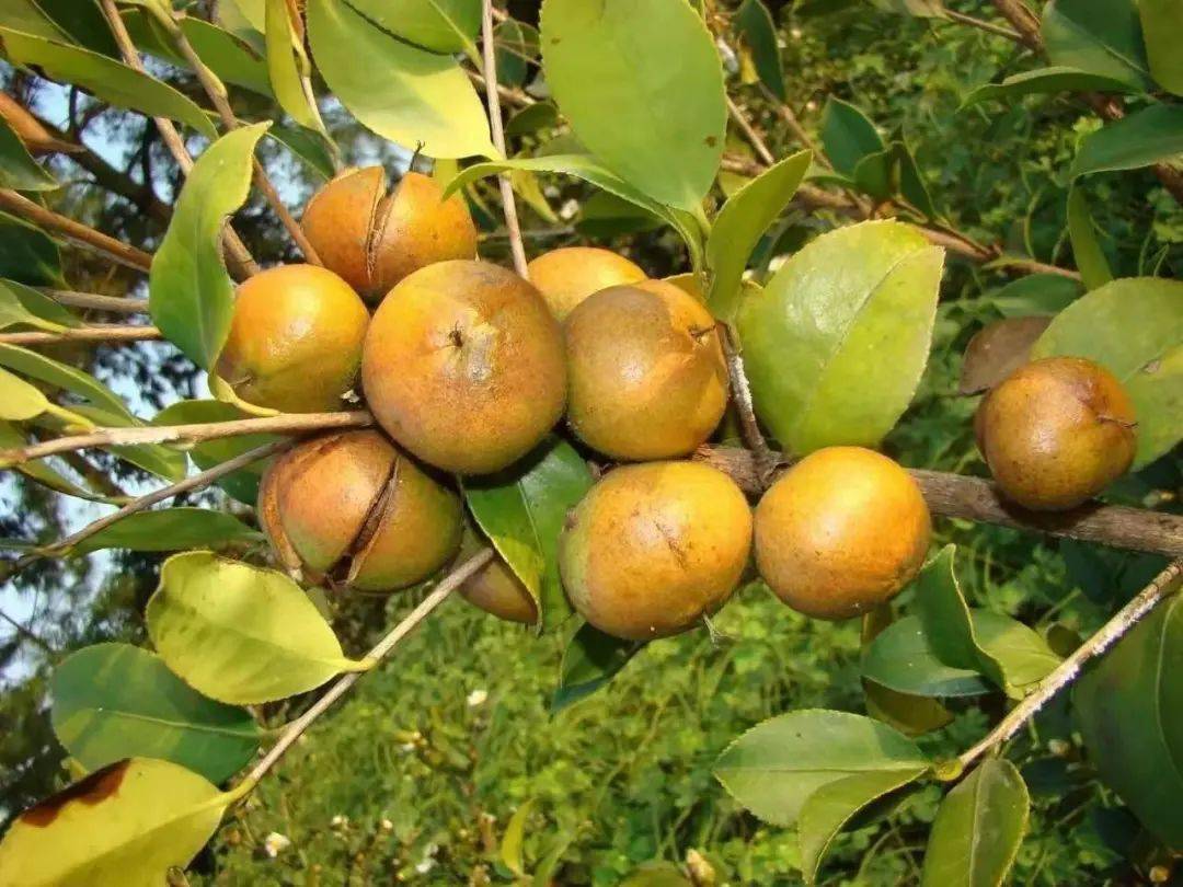 关于富硒茶的论文(富硒茶叶的工艺流程)-硒宝网