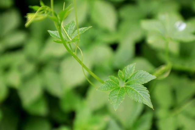 如何喝富硒红曲茶（富硒红曲茶的功效与作用）-硒宝网