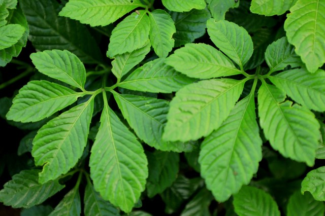 如何喝富硒红曲茶（富硒红曲茶的功效与作用）-硒宝网