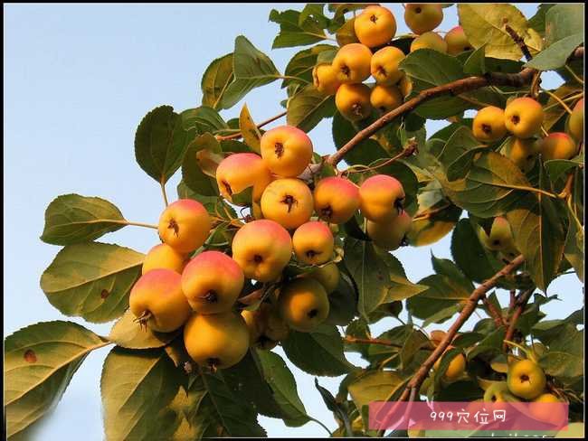 富硒海棠茶的功效(海棠茶功效富硒的作用)-硒宝网