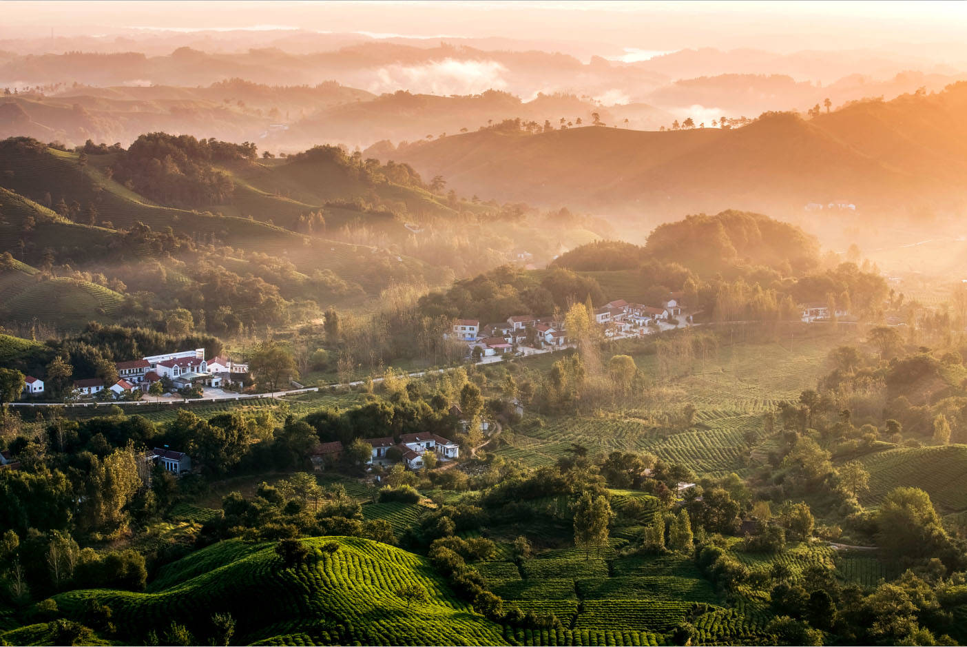 富硒茶的市场现状(富硒茶市场分析)-硒宝网