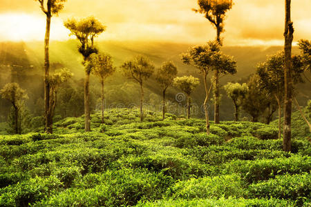 富硒茶的市场现状(富硒茶市场分析)-硒宝网