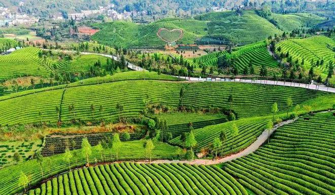 鹤山凤阳富锌硒茶(凤岗锌硒茶价格)-硒宝网