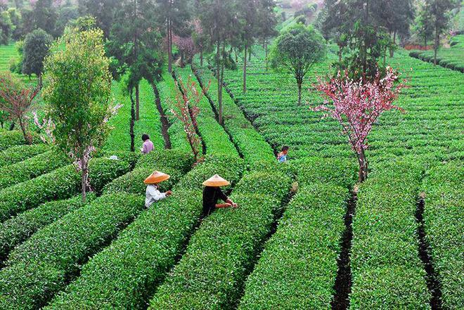 鹤山凤阳富锌硒茶(凤岗锌硒茶价格)-硒宝网