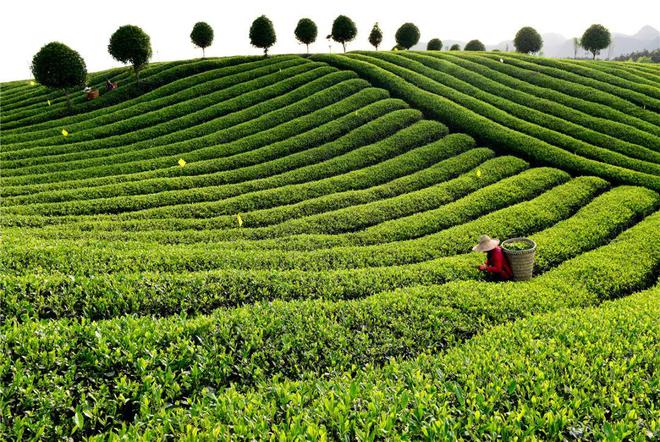 鹤山凤阳富锌硒茶(凤岗锌硒茶价格)-硒宝网