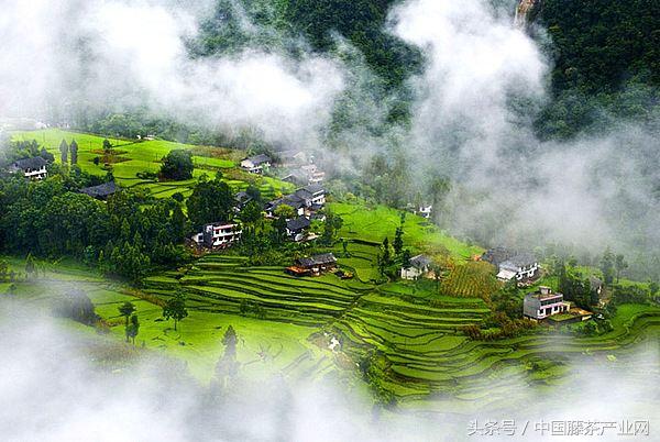 富硒腾茶真的好吗(富硒腾茶的骗局)-硒宝网