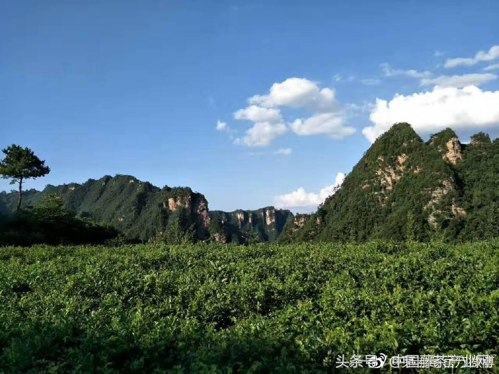 富硒腾茶真的好吗(富硒腾茶的骗局)-硒宝网