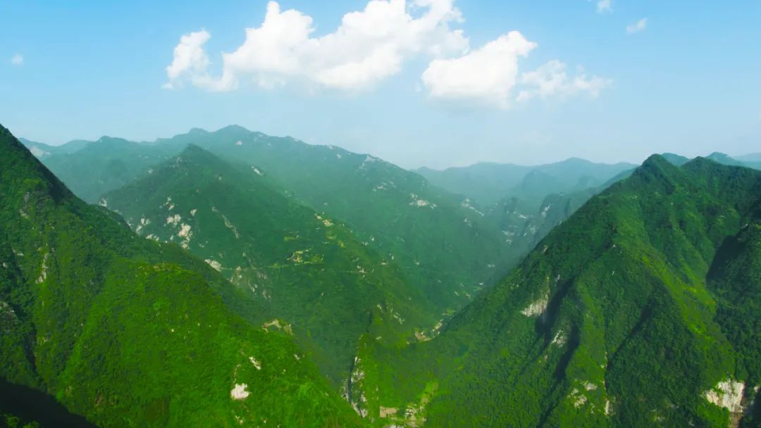 湖北富硒茶哪里买（湖北富硒茶是绿茶吗）-硒宝网