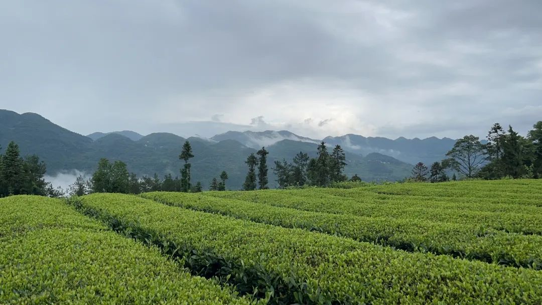 恩施富硒茶的品质(恩施富硒茶厂)-硒宝网