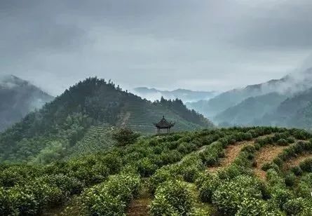 富硒茶泡什么好处(富硒茶的冲泡方法)-硒宝网