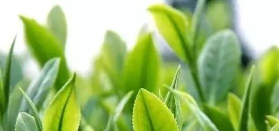 富硒茶泡什么好处(富硒茶的冲泡方法)-硒宝网