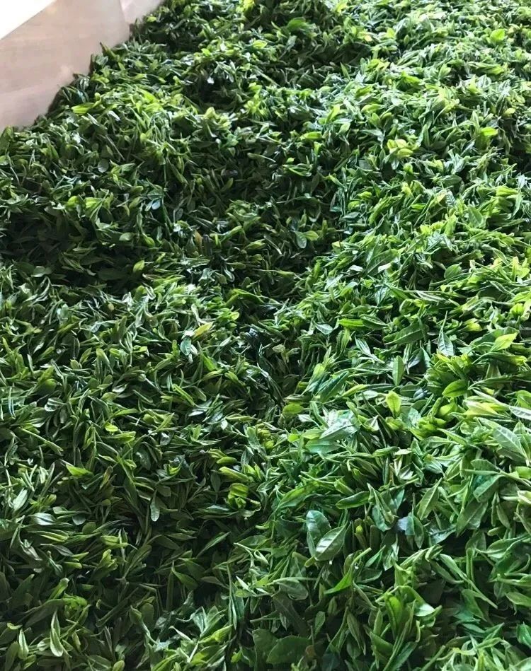 紫阳富硒茶啥档次(紫阳富硒茶核心产区)-硒宝网