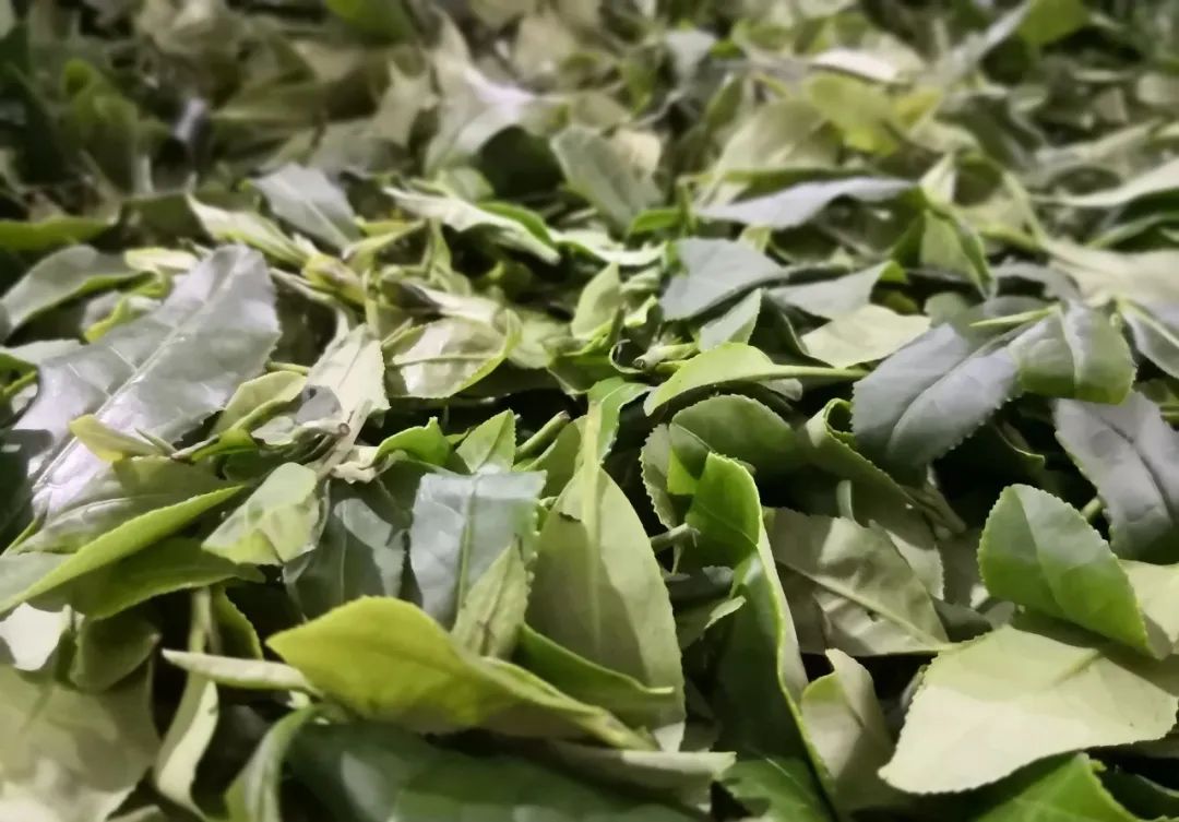 紫阳富硒茶啥档次(紫阳富硒茶核心产区)-硒宝网