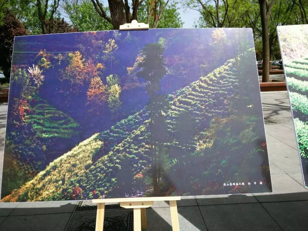 富硒紫阳茶的功能(紫阳富硒茶的制作过程)-硒宝网