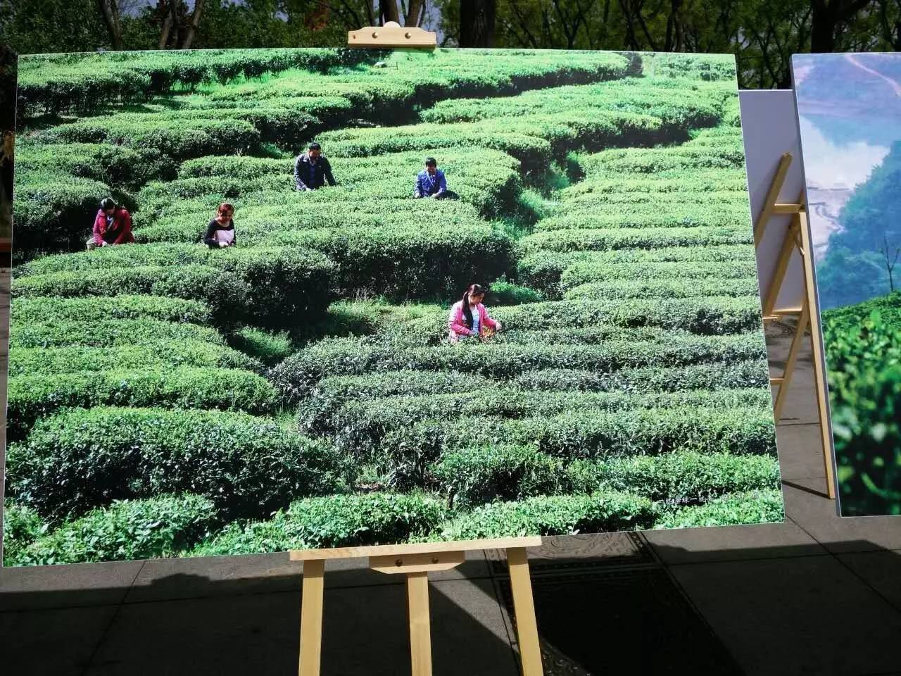 富硒紫阳茶的功能(紫阳富硒茶的制作过程)-硒宝网