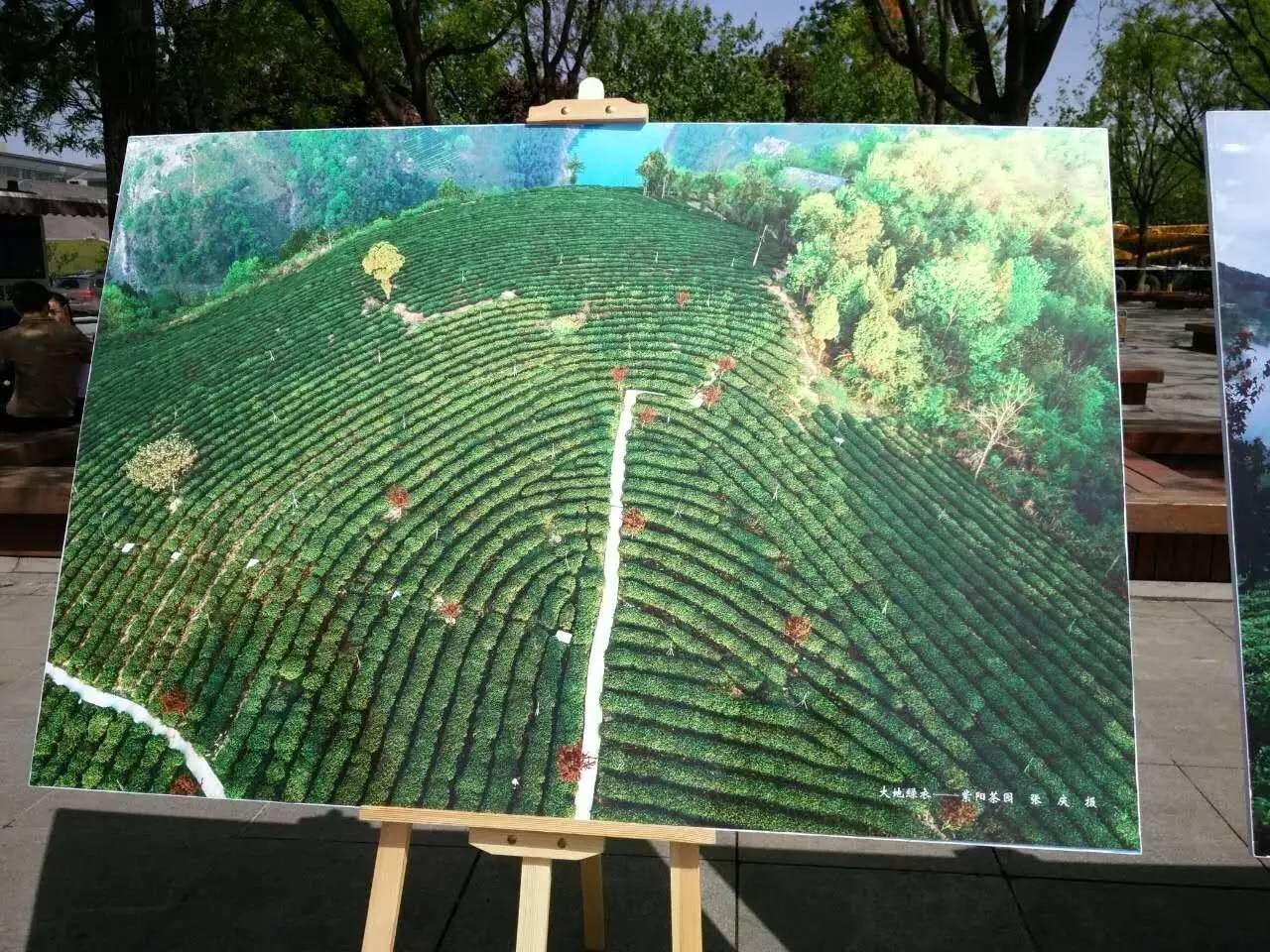 富硒紫阳茶的功能(紫阳富硒茶的制作过程)-硒宝网