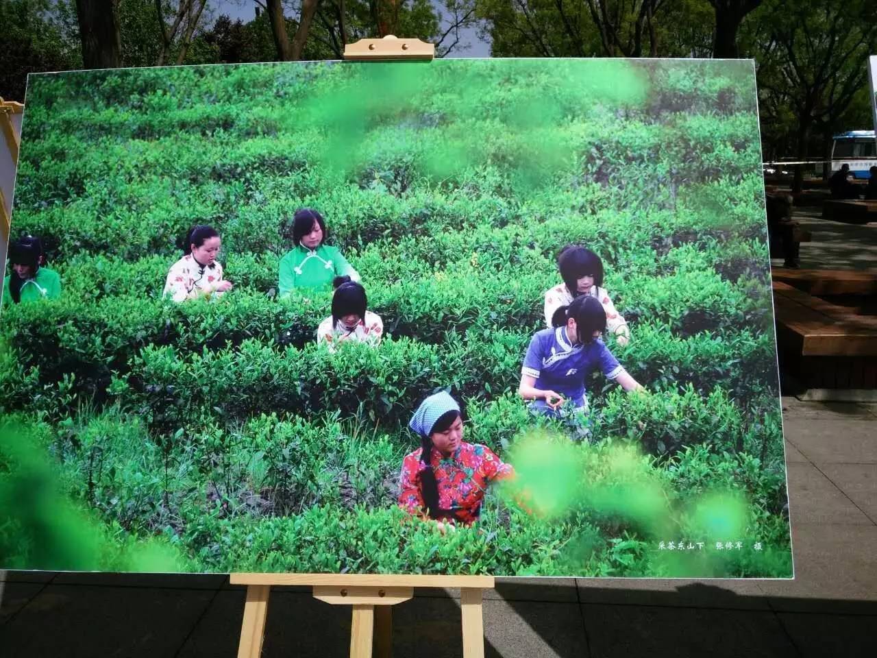 富硒紫阳茶的功能(紫阳富硒茶的制作过程)-硒宝网