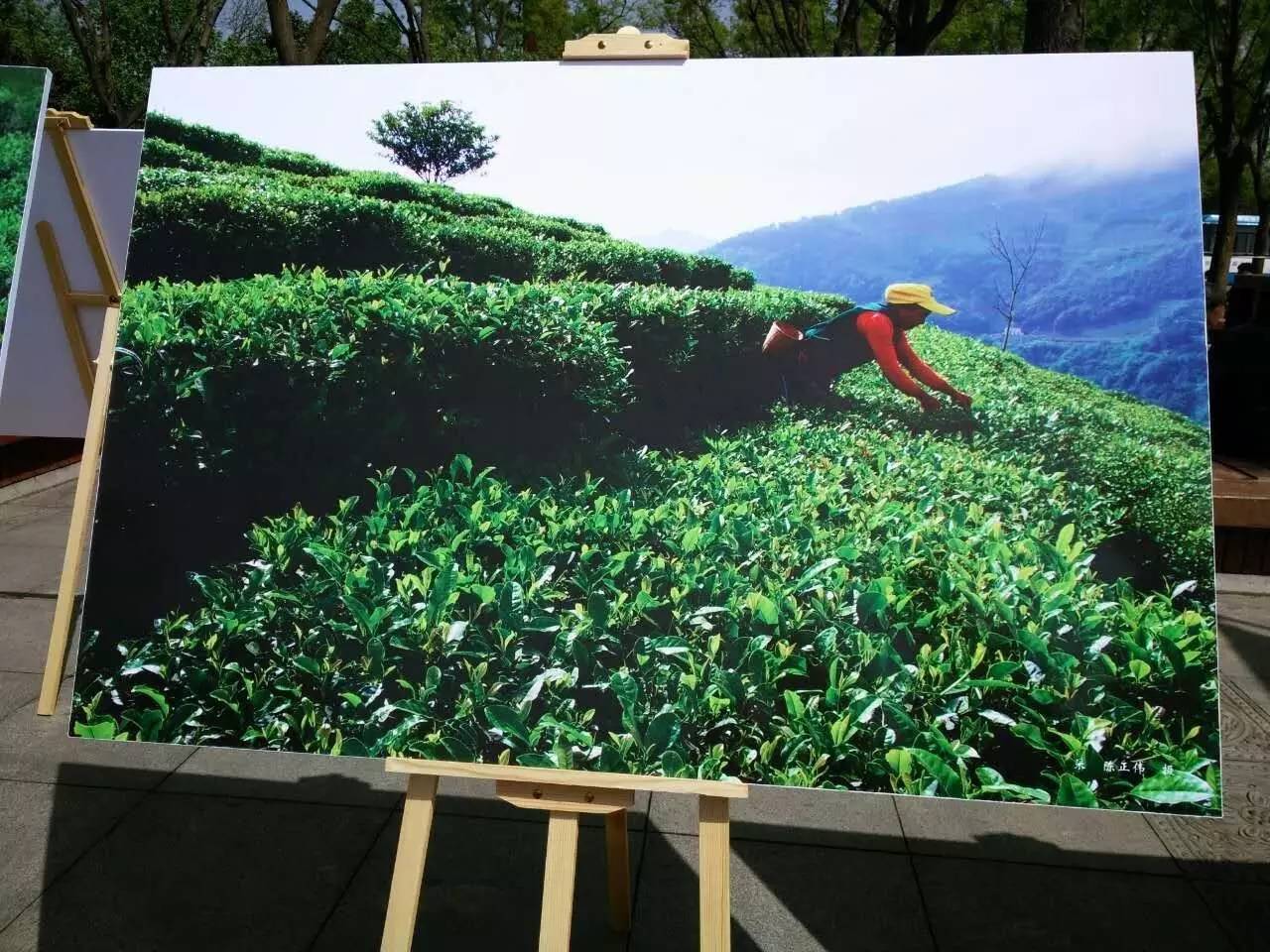 富硒紫阳茶的功能(紫阳富硒茶的制作过程)-硒宝网