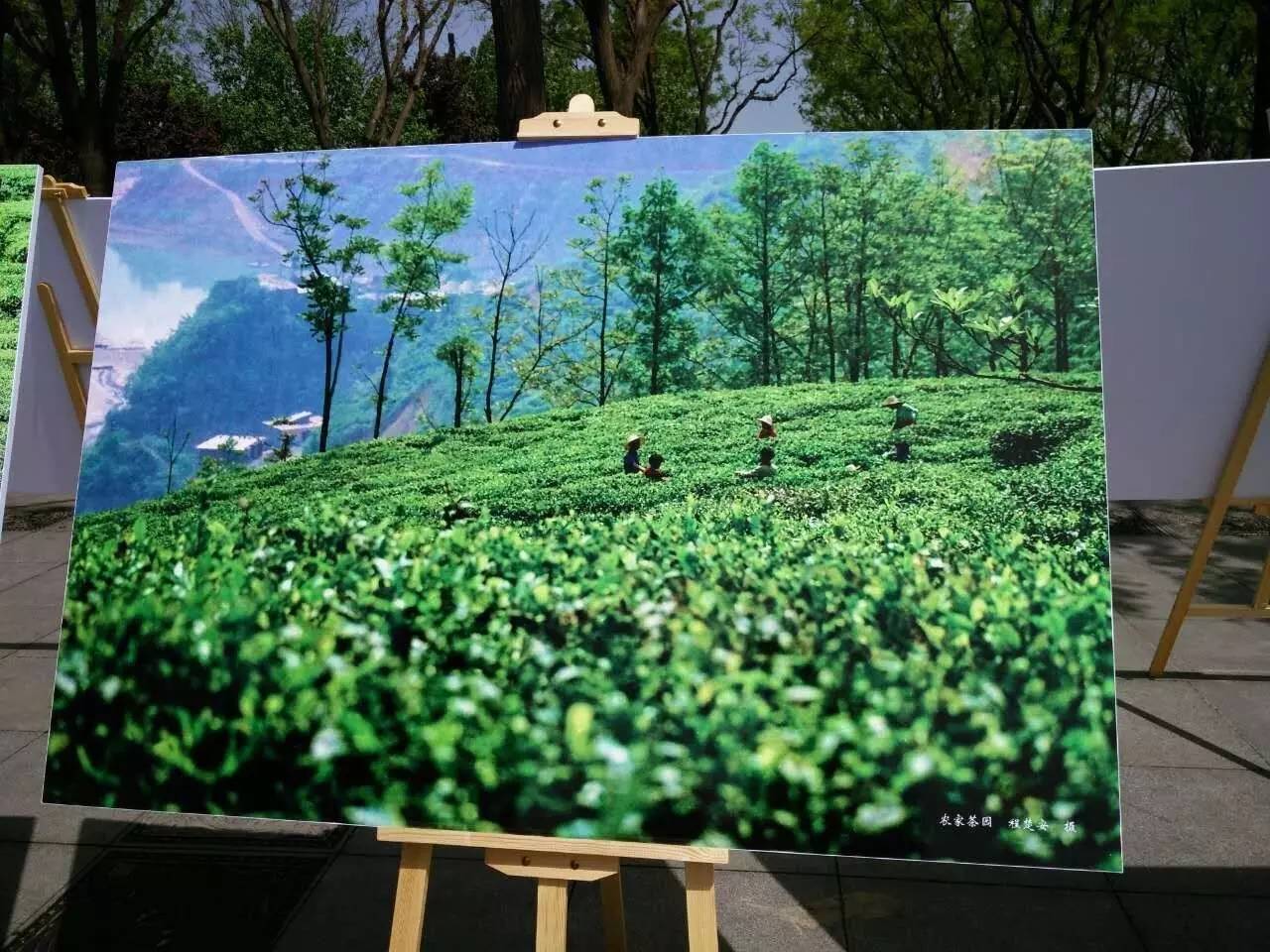 富硒紫阳茶的功能(紫阳富硒茶的制作过程)-硒宝网