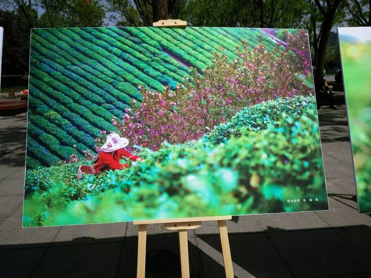 富硒紫阳茶的功能(紫阳富硒茶的制作过程)-硒宝网