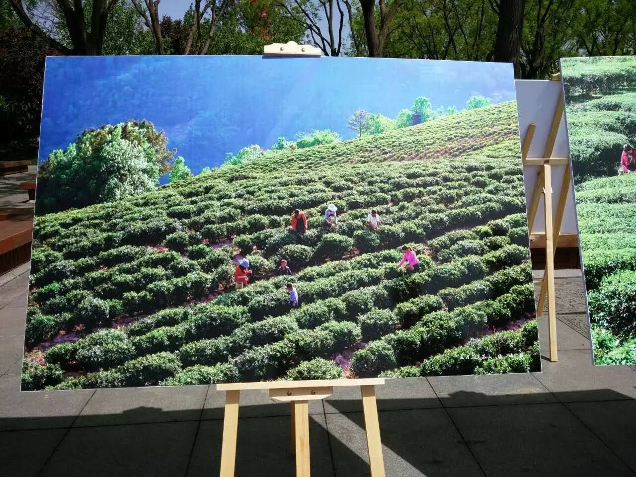 富硒紫阳茶的功能(紫阳富硒茶的制作过程)-硒宝网