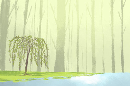 水金龟有机富硒茶(富硒茶与蒲公英茶)-硒宝网