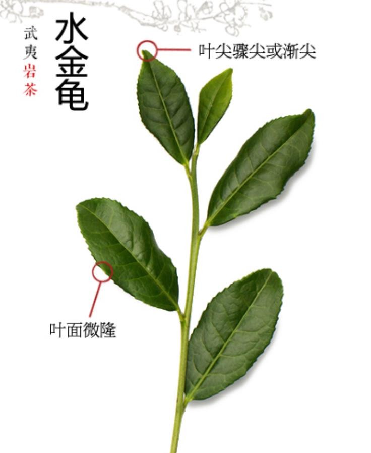 水金龟有机富硒茶（恩施富硒茶属于什么茶）-硒宝网