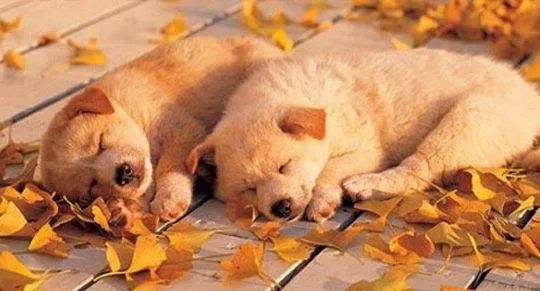 富硒茶喝多少合适(富硒什么茶)-硒宝网