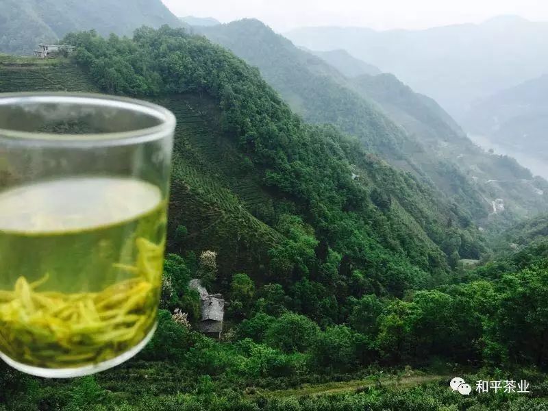 紫阳富硒茶的优势(紫阳富硒茶好坏辨别)-硒宝网