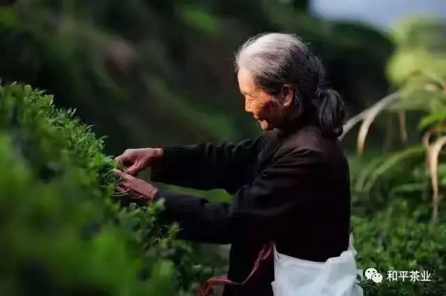紫阳富硒茶的优势(紫阳富硒茶好坏辨别)-硒宝网