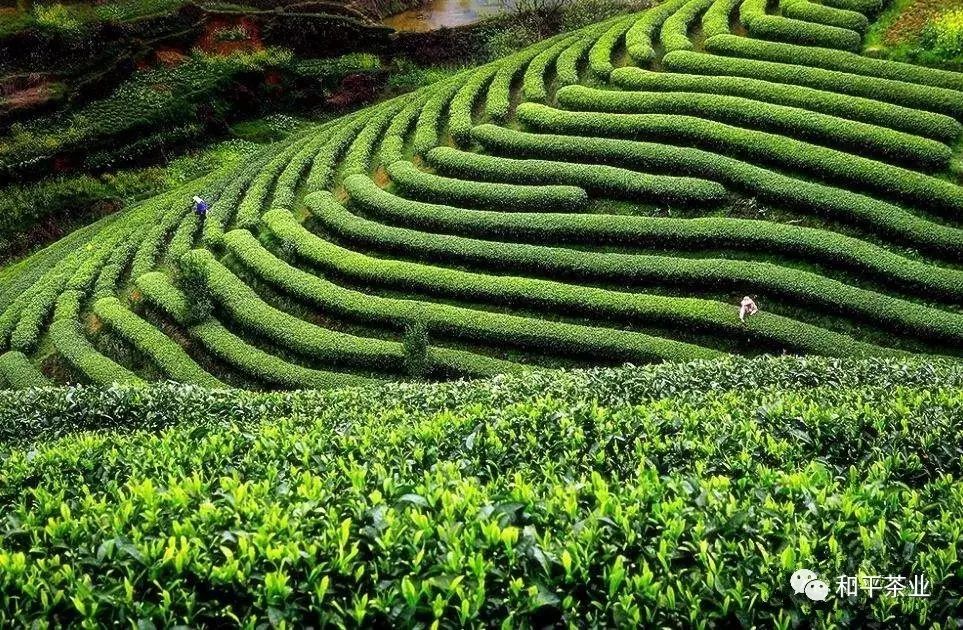 紫阳富硒茶的优势(紫阳富硒茶好坏辨别)-硒宝网