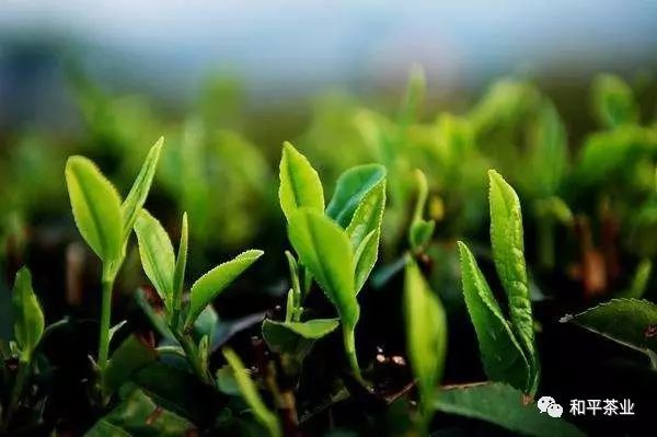 紫阳富硒茶的优势(紫阳富硒茶好坏辨别)-硒宝网