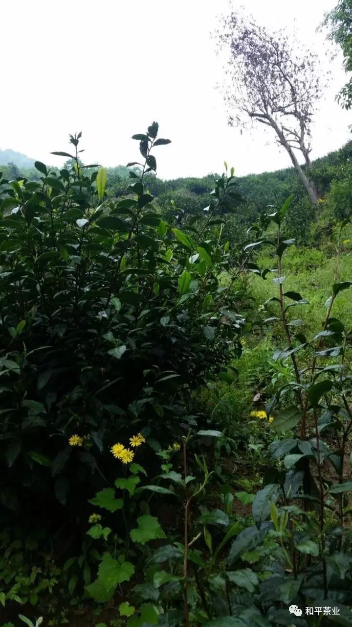 紫阳富硒茶的优势(紫阳富硒茶好坏辨别)-硒宝网