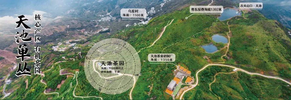 富硒有机茶怎么喝(富硒茶具)-硒宝网