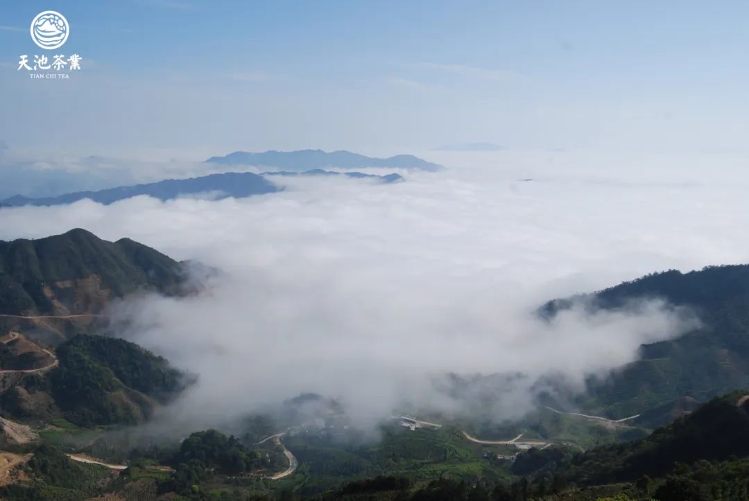 富硒有机茶怎么喝(富硒茶具)-硒宝网