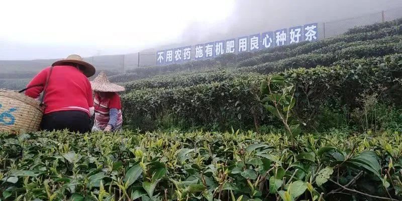 富硒有机茶怎么喝(富硒茶具)-硒宝网