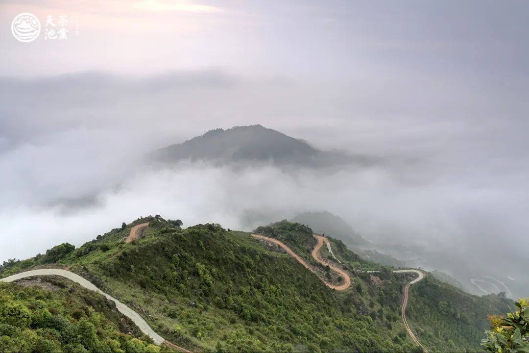 富硒有机茶怎么喝(富硒茶具)-硒宝网