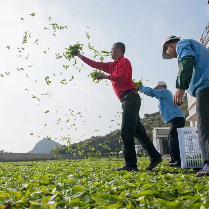 富硒有机茶怎么喝(富硒茶具)-硒宝网