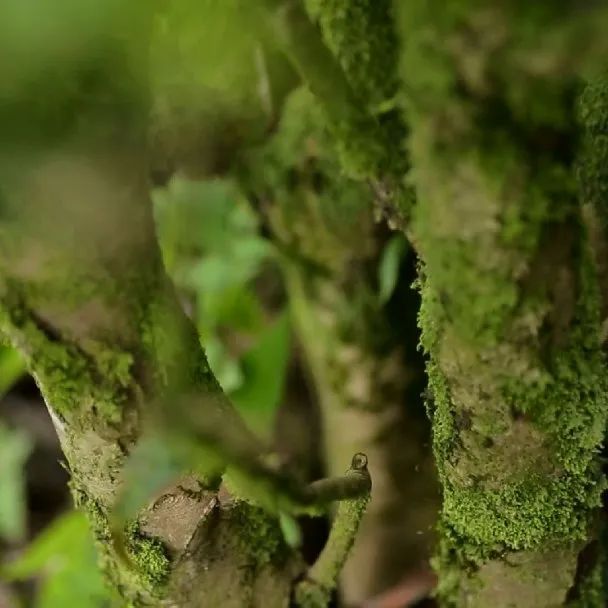 富硒有机茶怎么喝(富硒茶具)-硒宝网