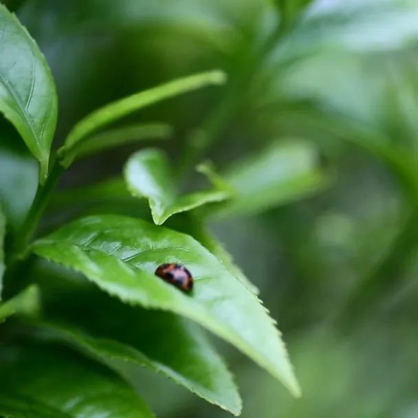 富硒有机茶怎么喝(富硒茶具)-硒宝网
