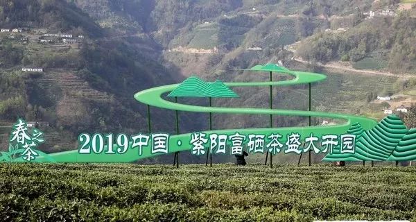 富硒紫阳茶的功能(紫阳富硒茶硒含量)-硒宝网