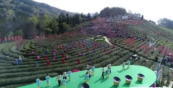 富硒紫阳茶的功能(紫阳富硒茶硒含量)-硒宝网