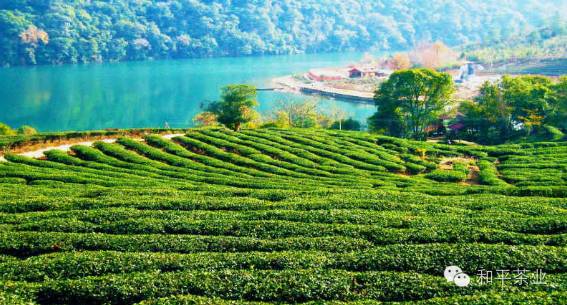 为什么富硒茶沉底（富硒茶口感入口偏涩）-硒宝网