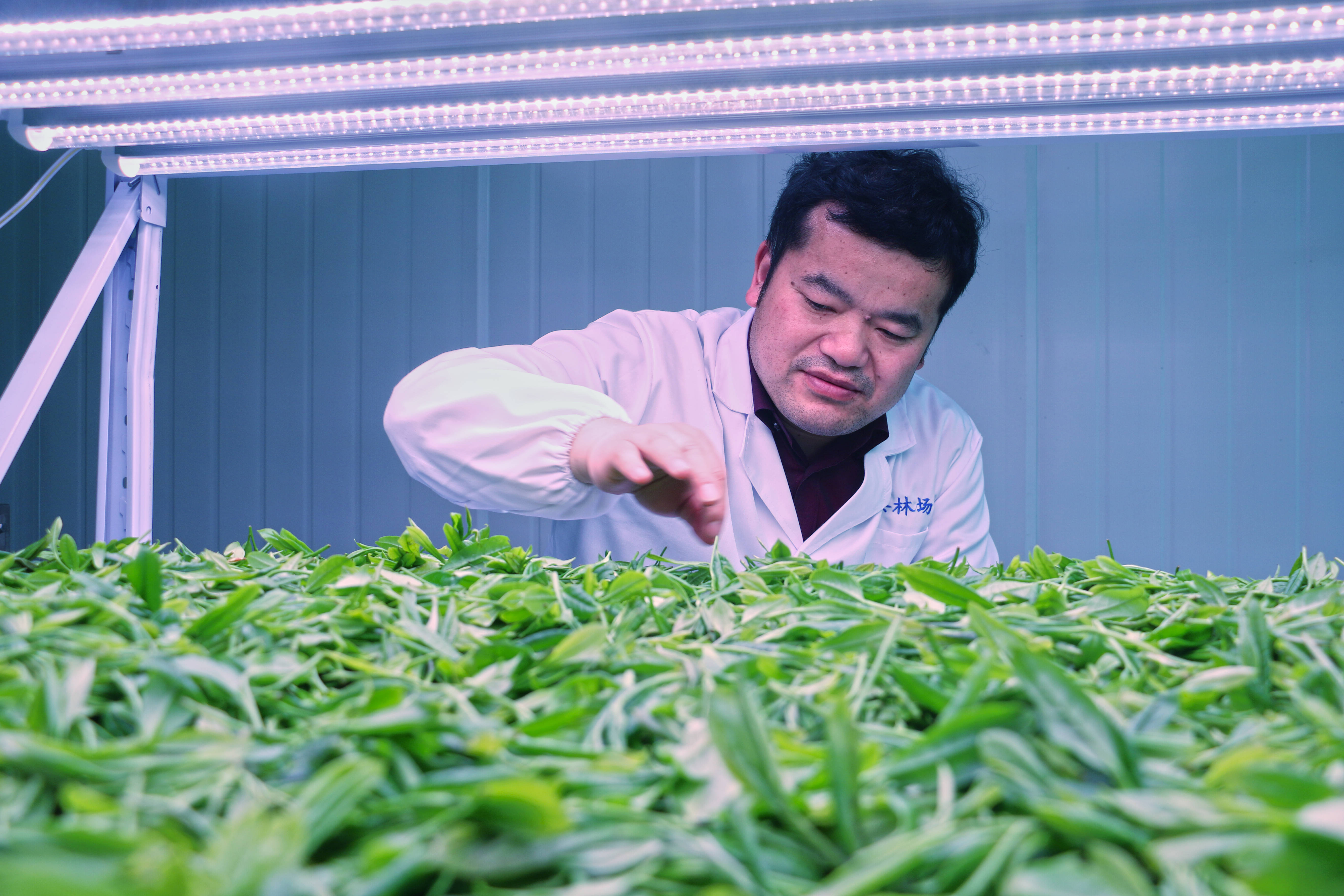 富硒茶的保存方法（富硒茶的保质期限）-硒宝网