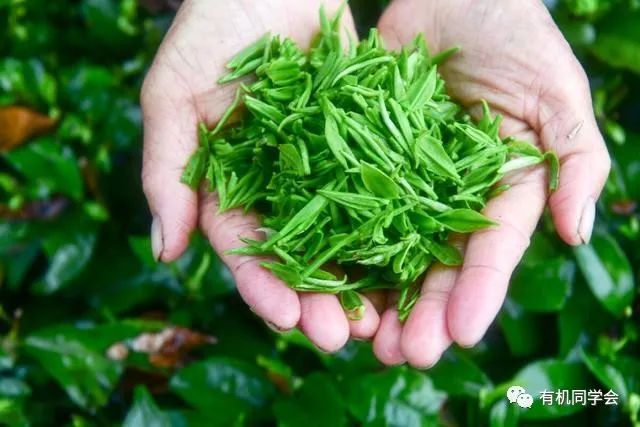 富硒贡茶云雾茗茶（云雾贡茶价格）-硒宝网